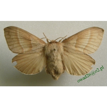 Macrothylacia rubi (Linnaeus, 1758) female Barczatka malinówka